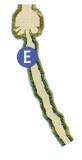 Carte du Sélénos