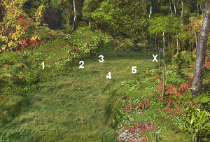 Image de la forêt fun avec les points où siffler