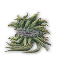 Final Fantasy 15 / bestiaire / Morbol (3)